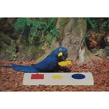 Hyacinth Macaw Brazil Parrot Jungle Foam Board Trained Miami Florida Postcard