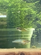 [LIVE FISH] Daisy Medaka Rice Fish X 6 Juvenile US Bred Oryzias Woworae