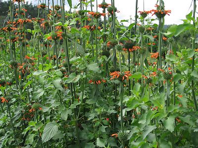 Löwenohr Leonotis nepetifolia Klip Dagga Marihuanilla Teepflanze Rauschmittel