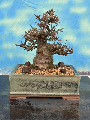 Joe SHOHIN Bonsai Ilex Serrata Koshobai Schale Tokoname Winterbeere no  Azalee | eBay.de