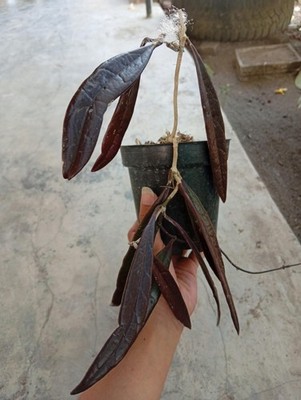 Real Picture Hoya Sulawesiana Red Maroon Lush Leaves