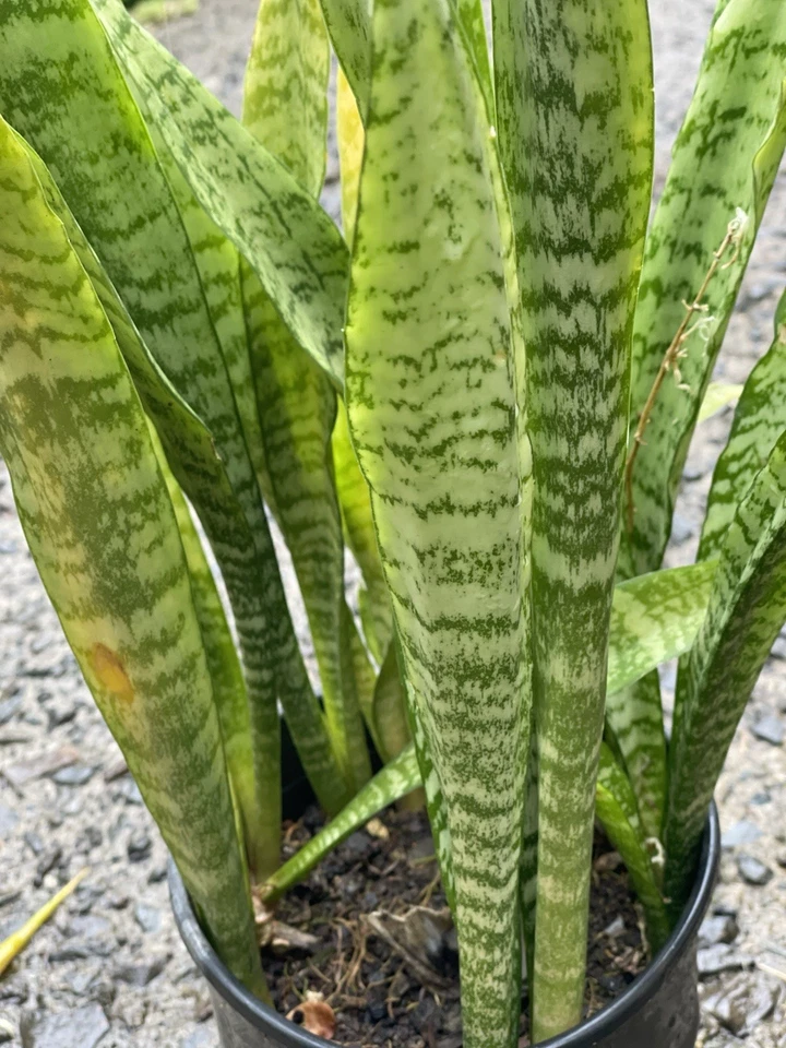 3 Rooted Snake Plants Sansevieria Zeylanica Hawaii Volcanic Soil Air Purifying - Image 4 of 4