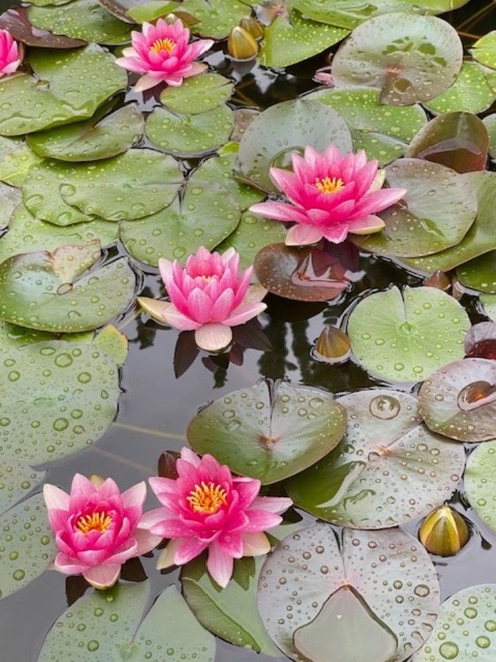 Water Lily - Nymphaea 'Pink Beauty' Live Plant - image 4 of 4