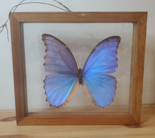 Vintage Large Morpho Amathonte Blue Butterfly Taxidermy Between Glass Wood Frame