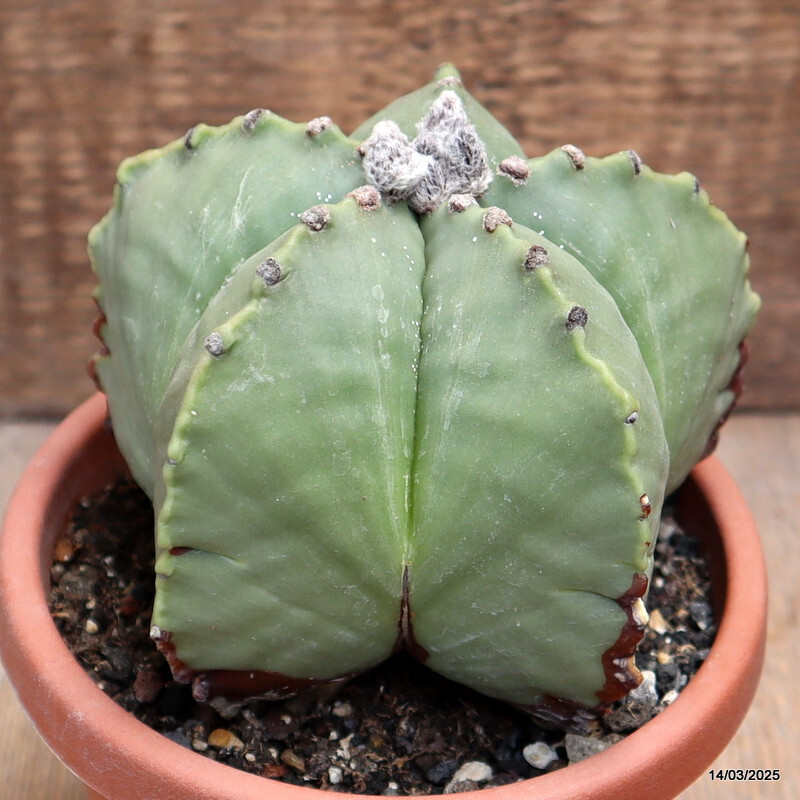 【美株】アストロフィツム碧瑠璃鸞鳳錦 モンスト国内実生 塊根植物 サボテン 美株】アストロフィツム碧瑠璃鸞鳳錦 モンスト国内実生 塊根植物