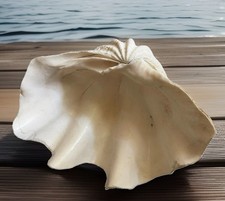 Huge Specimen Natural Giant Clam Shell Beautiful 10.5&rdquo; x 7" ~ TRIDACNA GIGAS