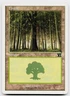 MTG Forest () L Classic Sixth Edition 349 MP