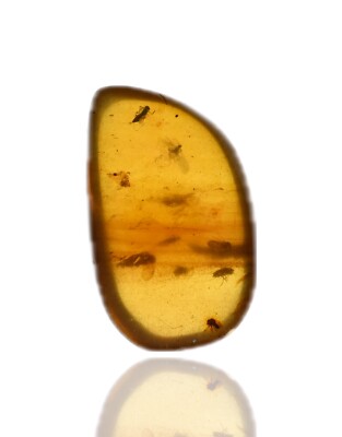 Swarm of Insects, Fossil insect inclusion in Burmese Amber