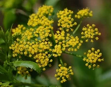Zizia aurea | Golden Alexanders | 20_Seeds