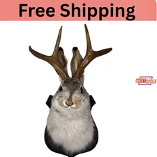 Jackalope Mount, Jackalope Taxidermy, Animal Head Wall Decor, Deer Head Wall Mou
