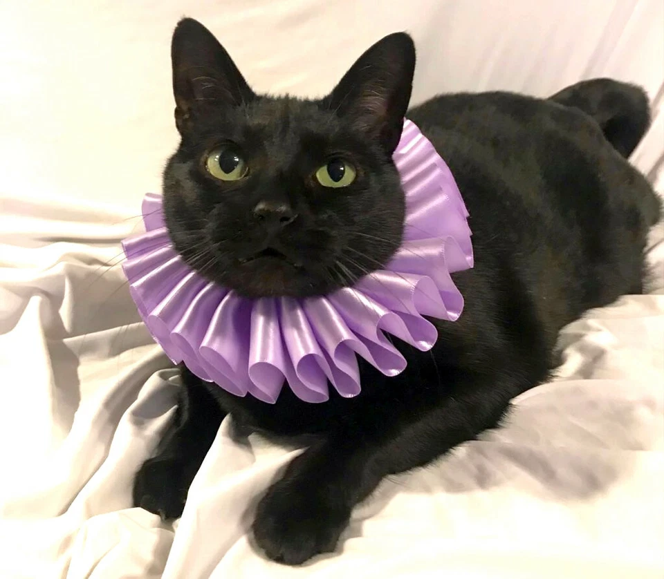 Lindo Disfraz Gato Mascota Perro Cuello Volantes Cuello Volantes Victoriano Steampunk Eduardiano Foto 4 de 4