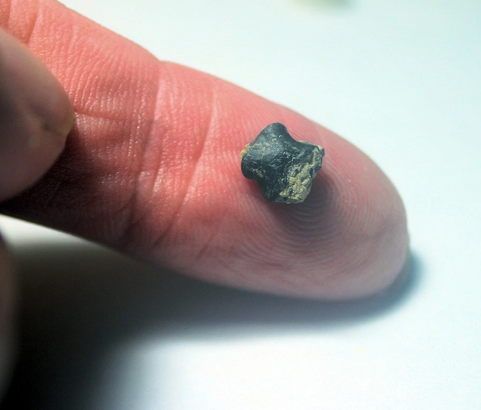 Hatchling/Infant Iguanodontid Phalanx - Smallest UK Iguanodon Toe Bone Phalanx - Image 3 of 4