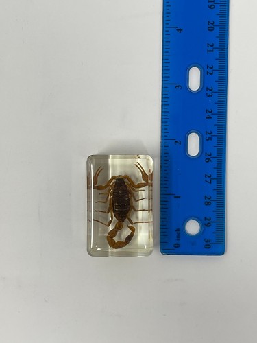 40mm Real Golden Scorpion on Stones in Lucite Resin Diorama Paperweight Display - 第 6/9 張圖片