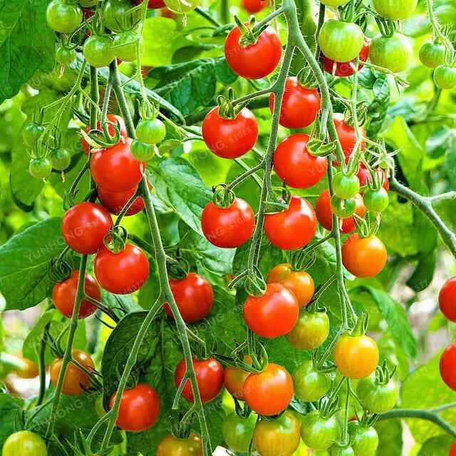 Seeds Tomato Cherry Mix Cocktail Yellow Pink Red Rare Organic