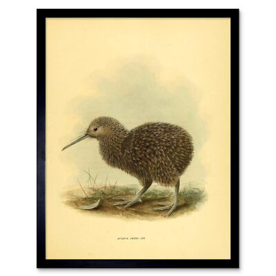 Drawing Bird Rowley Keulemans Little Spot Kiwi Chick 12X16 Inch Framed Art Print