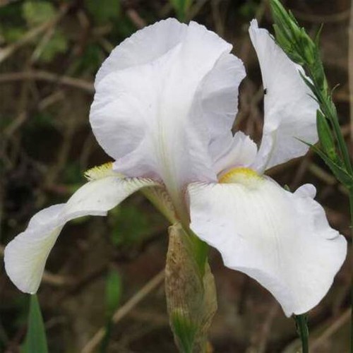 August delivery - Tall Bearded Iris White City - Picture 3 of 3
