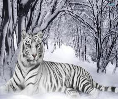 WHITE TIGER IN THE SNOW - New Mouse Mat - Free Postage