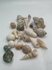 Lot of Sea Shells  1/2 Lb  Coastal Crafts Decor Beach  Natural Authentic