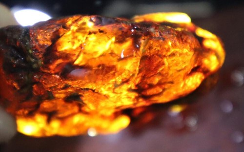 Outstanding Natural Dominican Clear Sky Blue Amber Rough Specimen 69mm 54g - Picture 6 of 11