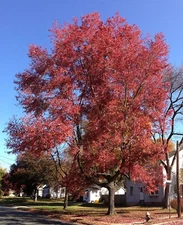 20+ Red Maple Seeds (Acer Rubrum) | Fastest Growing Native Tree | Free Ship USA