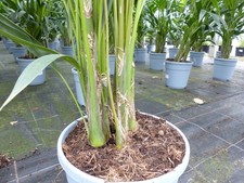 zimmerpflanze mit z Zamioculcas | 70cm | Online kaufen