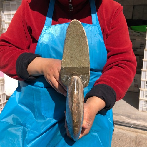 5960G TOP Natural Hermoso Fósil Caracola Cristal Espécimen Curación 620 - Imagen 15 de 15