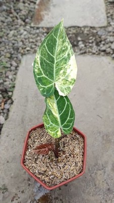 Real Picture Anthurium Crystallinum Variegated Rare Tropical Plant