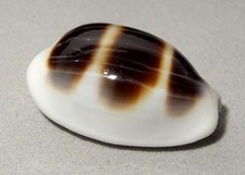 Meeresschnecke Cypraea asellus  -Philippinen-  shell Muschel