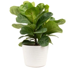 Little Fiddle Leaf Fig Live Plant in Decorative Pot, Indoor Houseplant, Perfe...