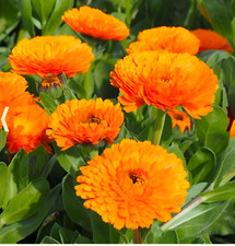 250 English merigold Calendula Seeds Pollinator Bees Butterflies