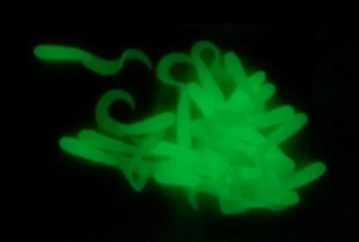 MVUSA 20ct - 4" LUMINOUS GLOW SHAD Twister Curly Tail Grubs - FREE USA SHIPPING
