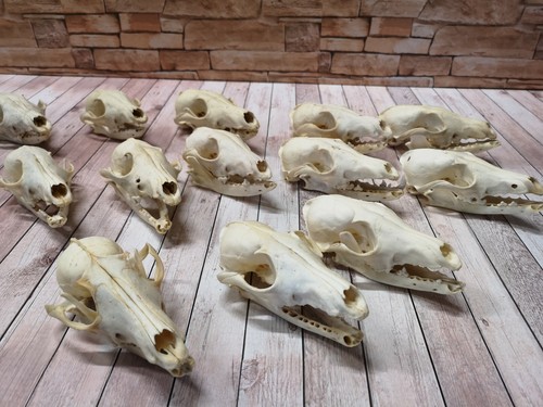 Real Fox Skull Red Fox Skull Bone Taxidermy Trophy Larp No Teeth