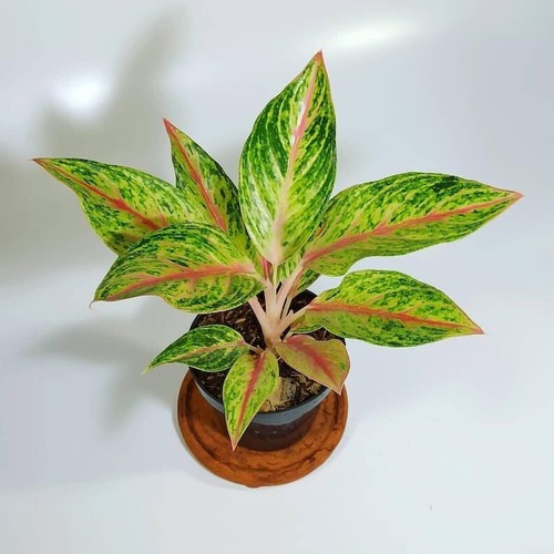 Aglaonema Golden Sweet Free Phitosanitari
