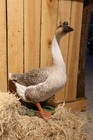 Lawn Goose Statue, Garden Decor, Home Decoration, Garden Statues