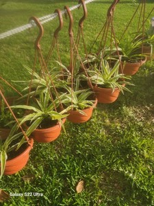 Spider plants for sale. 