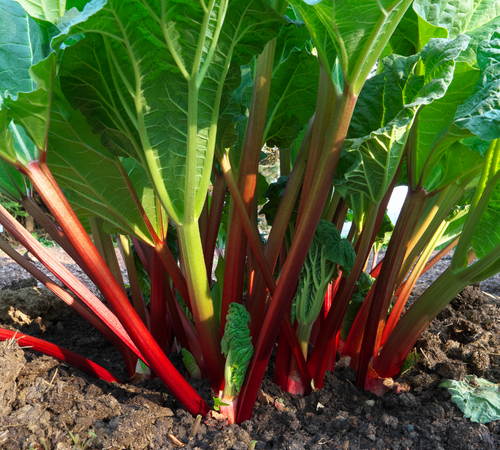 Victoria Rhubarb Crown (2-3 Year Old) Red /Green Heirloom Bareroot ...