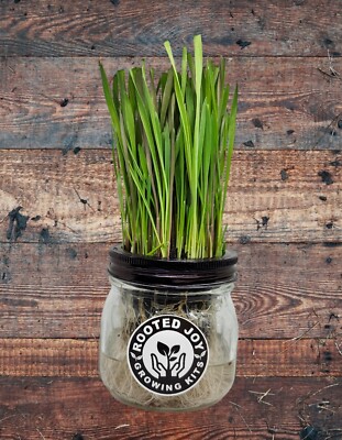 Rooted Joy Growing Kits. Hydroponic Mason Jar Cat Grass 