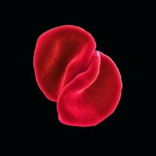 Peter Gabriel Scratch My Back (CD) Album