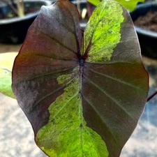 Colocasia Live Bulb Bushido Tuber New Hybrid Free Phytosanitary Certificate