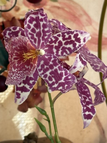 ORCHID PLANT One Surprise Orchid Division Bare Root No Pot Or Tag - Picture 4 of 19