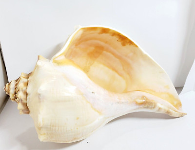 Conch Shell - 7.5