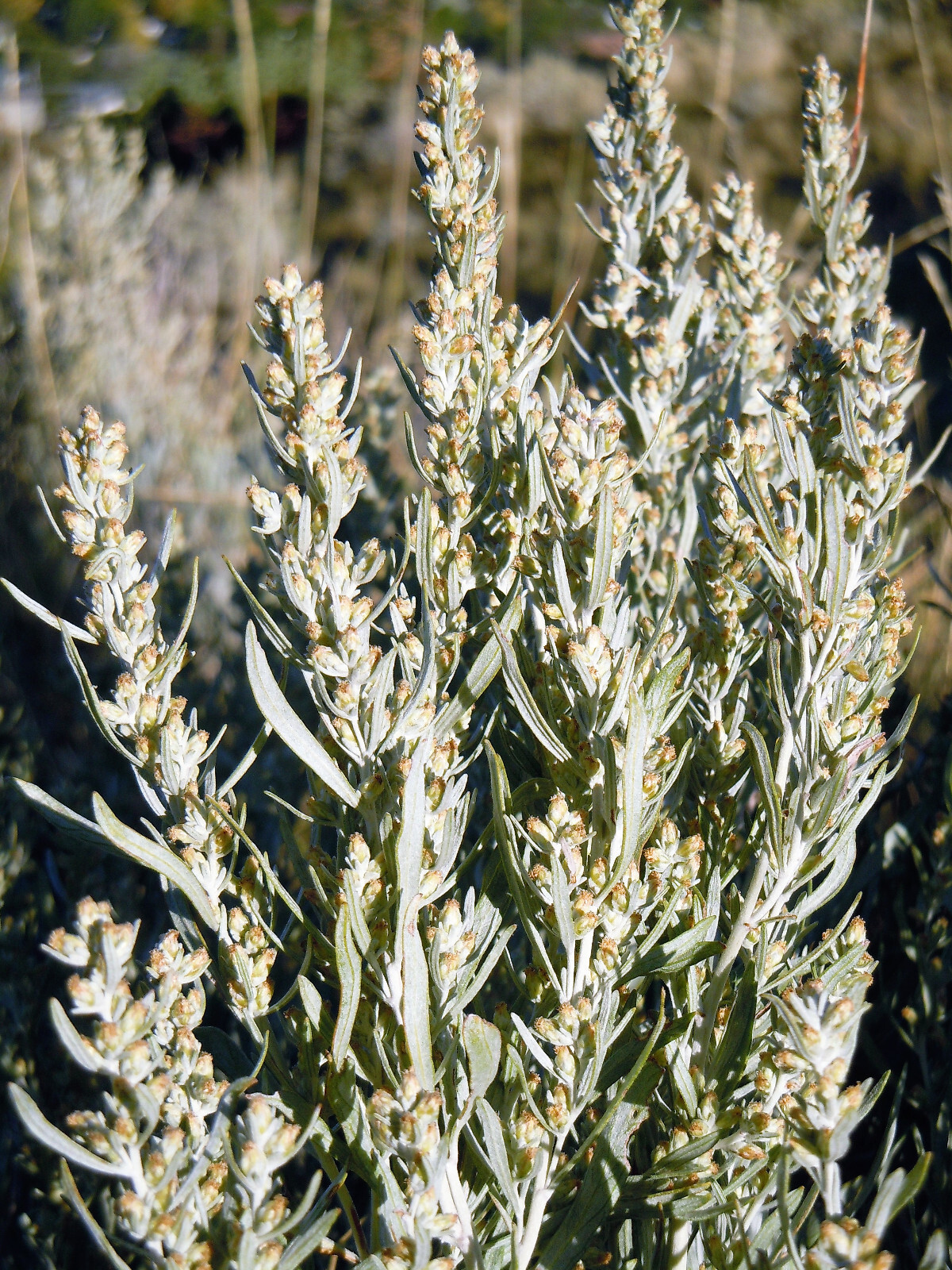 100 SILVER SAGEBRUSH Artemisia Cana Dwarf Sagebrush Wormwood Herb