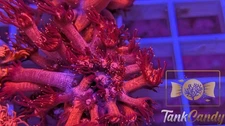UC Red Glitter Tips Goni WYSIWYG GJ4 ~Live Coral Frag ~TankCandy~
