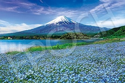 EPOCHE 1000-teiliges Puzzle Nemophila Blooming Mt. Fuji - Yamanashi 50x75