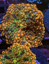 WYSIWYG RARE Godzilla Type Yuma Bounce Mushroom King Kong Shroom OG Live Coral