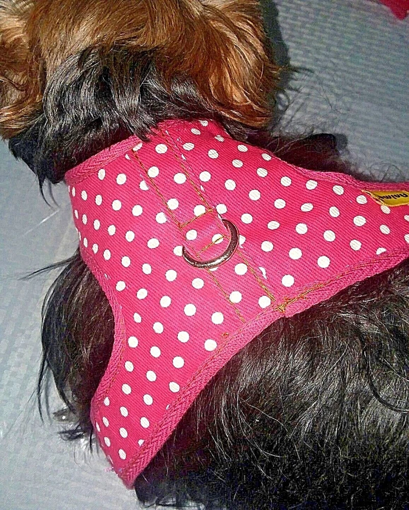 DOG HARNESS & LEASH SET, BLUE or PINK POLK A DOT