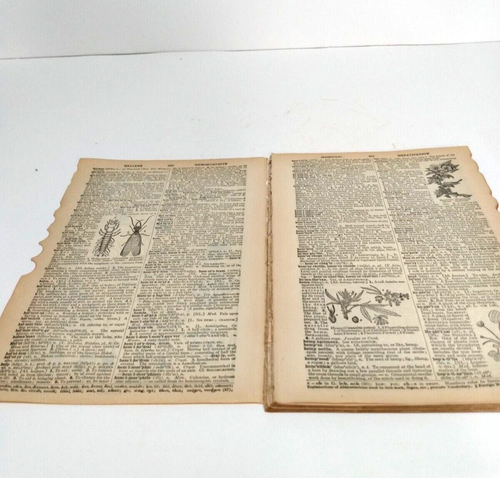 Vtg Ephemera Webster's Collegiate Dictionary 1928 3rd Edition Lot of 50 Pages E - Picture 9 of 11