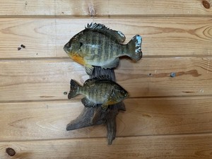 New Real Skin Pair Sunfish  Mount Taxidermy Wall Mount On Driftwood