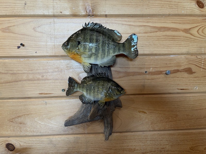 New Real Skin Pair Sunfish  Mount Taxidermy Wall Mount On Driftwood