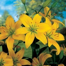 2  YELLOW COUNTY Asiatic Lily Live Flower Bulbs  * ATTRACTS BUTTERFLIES